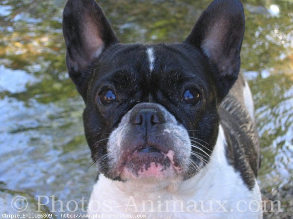 Photo de Bouledogue franais