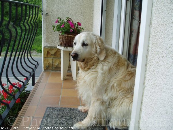 Photo de Golden retriever