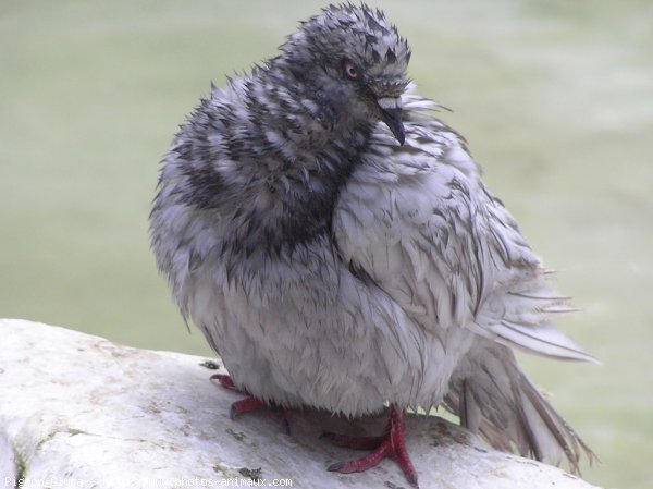 Photo de Pigeon