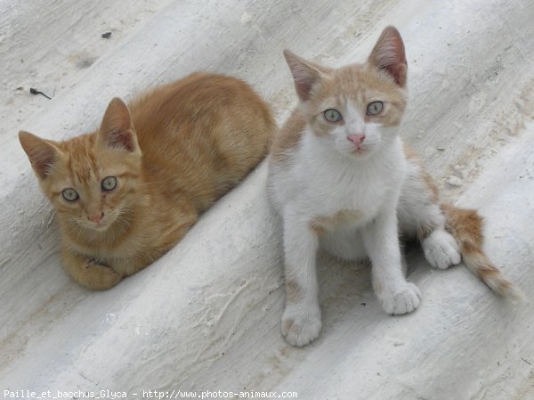 Photo de Chat domestique