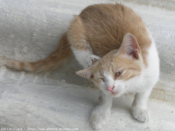 Photo de Chat domestique