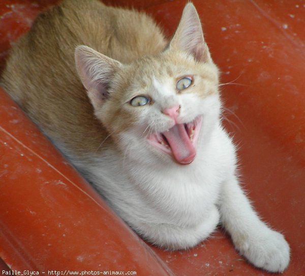 Photo de Chat domestique