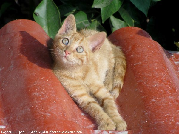 Photo de Chat domestique