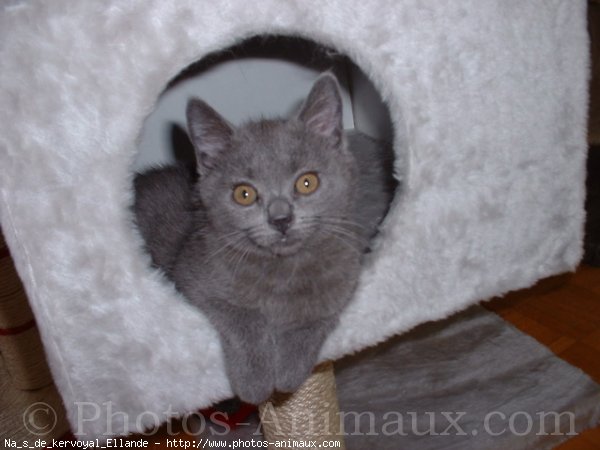 Photo de Chartreux