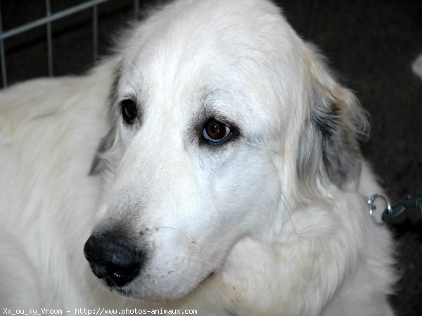 Photo de Chien de montagne des pyrnes