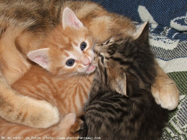 Photo de Chat domestique