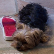 Photo de Yorkshire terrier