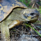 Photo de Tortue