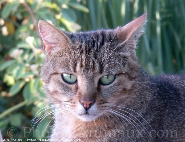 Photo de Chat domestique