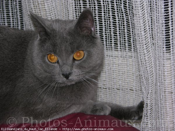 Photo de Chartreux