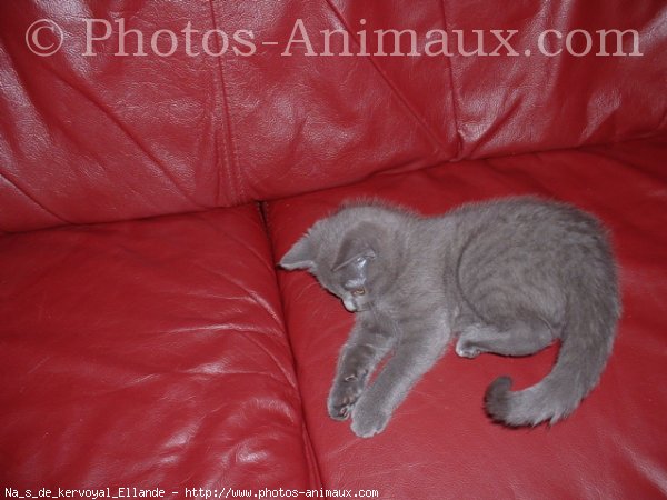 Photo de Chartreux