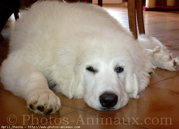 Photo de Chien de montagne des pyrnes