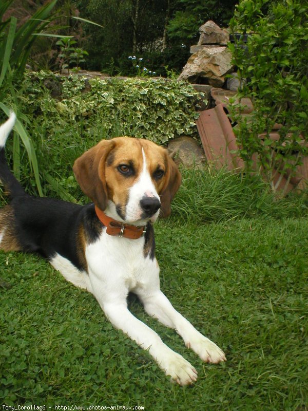 Photo de Beagle