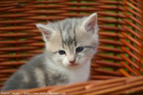 Photo de Chat domestique