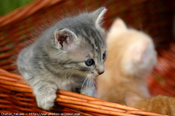 Photo de Chat domestique