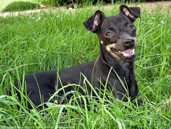 Photo de Pinscher nain