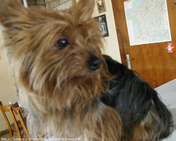 Photo de Yorkshire terrier