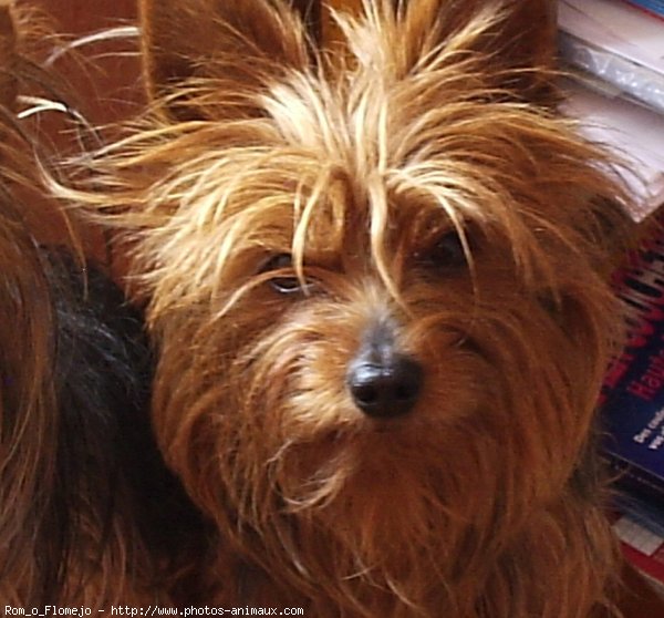 Photo de Yorkshire terrier