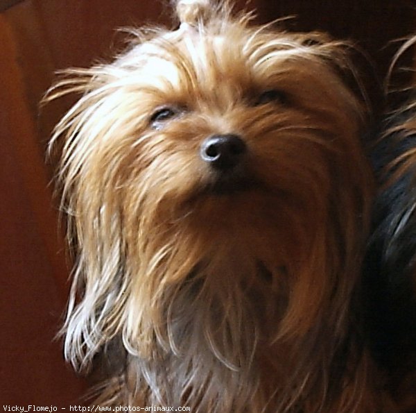 Photo de Yorkshire terrier