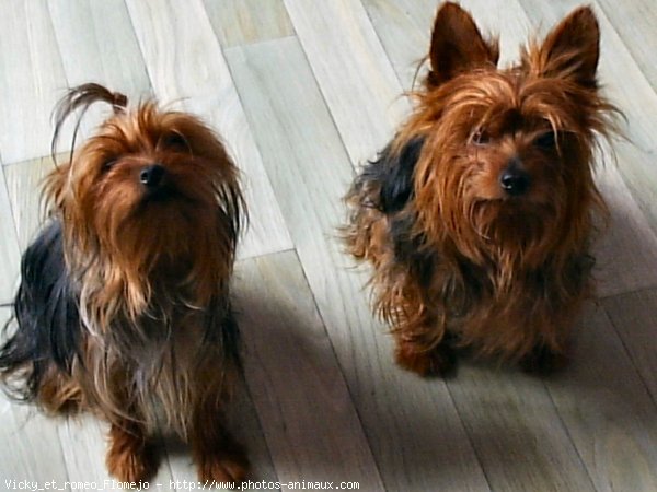 Photo de Yorkshire terrier