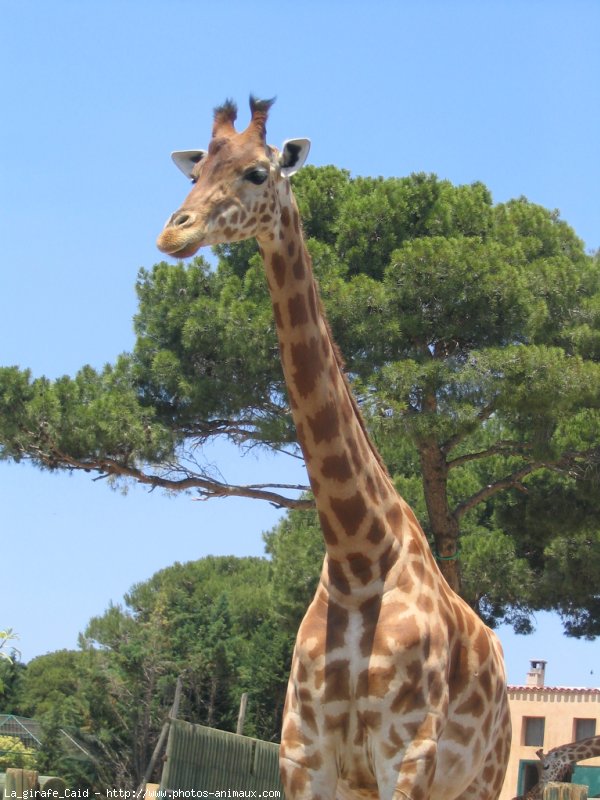 Photo de Girafe