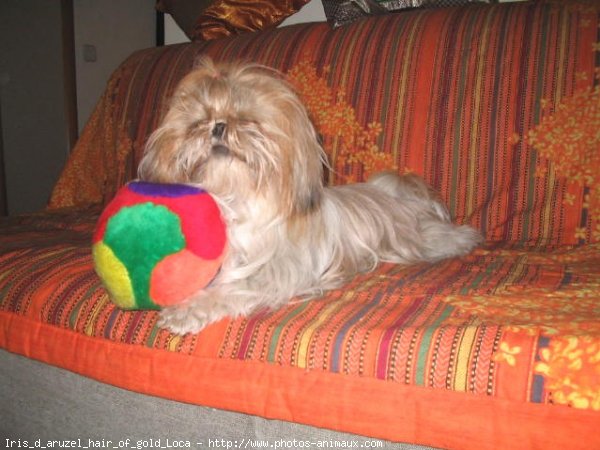 Photo de Shih tzu