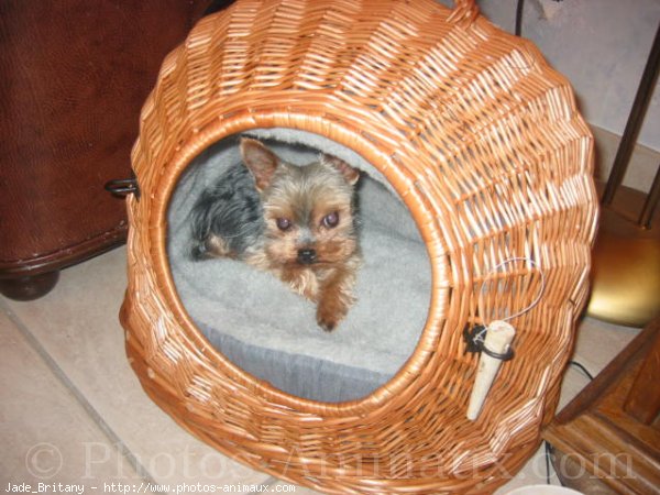 Photo de Yorkshire terrier