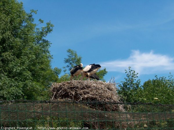 Photo de Cigogne