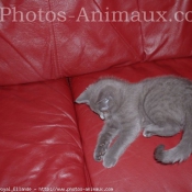 Photo de Chartreux