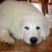 Photo de Chien de montagne des pyrnes