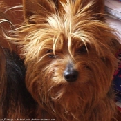 Photo de Yorkshire terrier