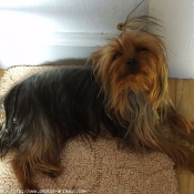 Photo de Yorkshire terrier