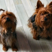 Photo de Yorkshire terrier