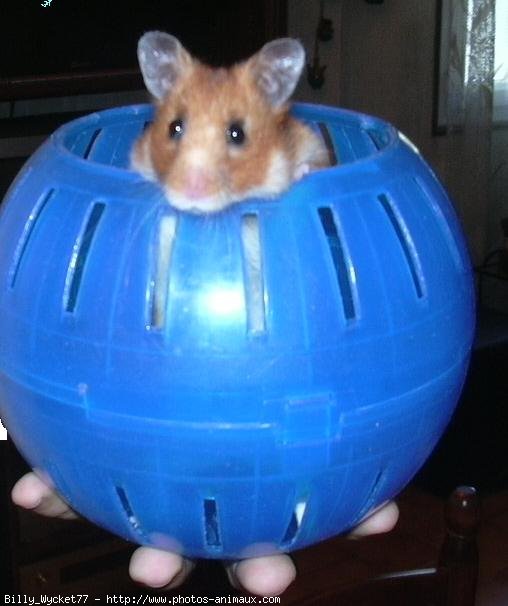 Photo de Hamster