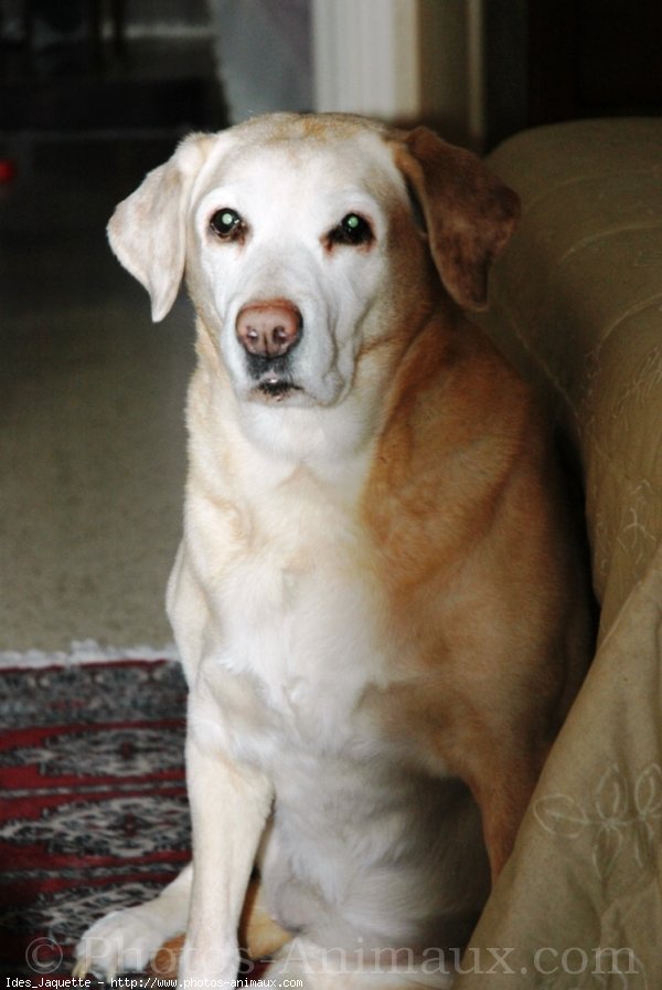 Photo de Labrador retriever