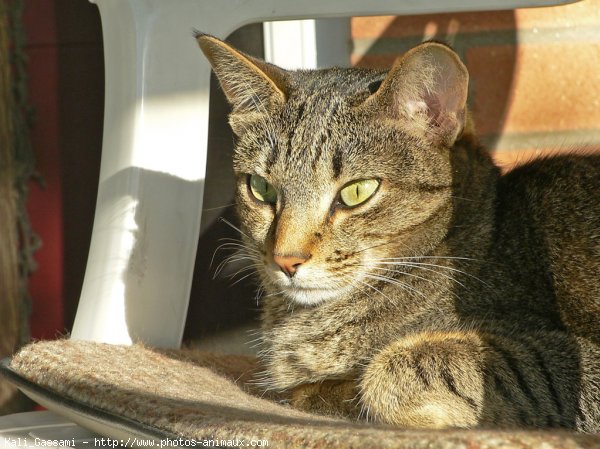 Photo d'Ocicat