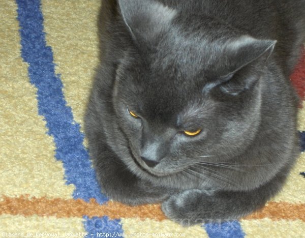 Photo de Chartreux