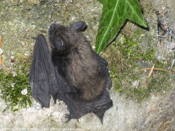 Photo de Chauve-souris