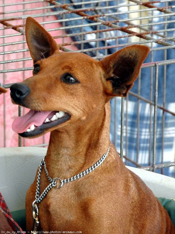 Photo de Pinscher nain