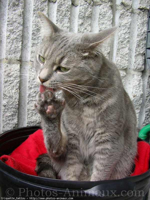 Photo de Chat domestique