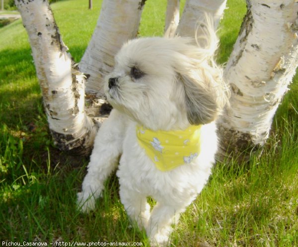 Photo de Shih tzu