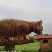 Photo de Chat domestique