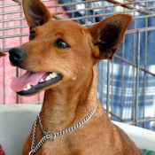 Photo de Pinscher nain