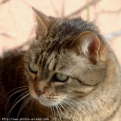 Photo de Chat domestique