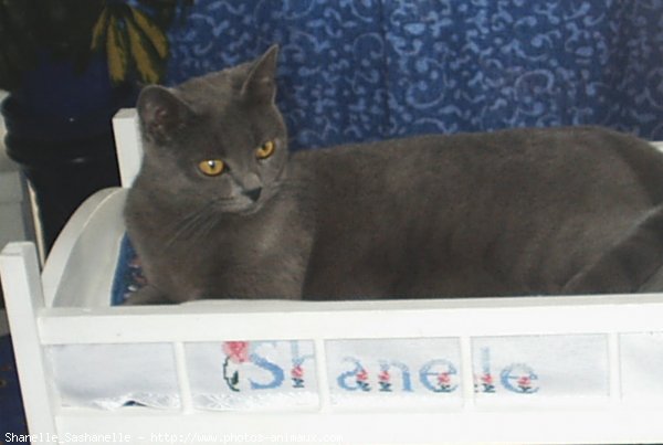 Photo de Chartreux