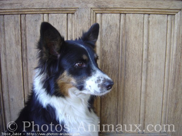 Photo de Border collie