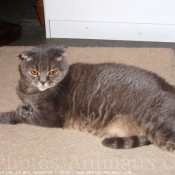 Photo de Scottish fold