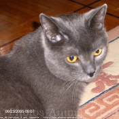 Photo de Chartreux