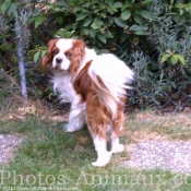 Photo de Cavalier king charles spaniel