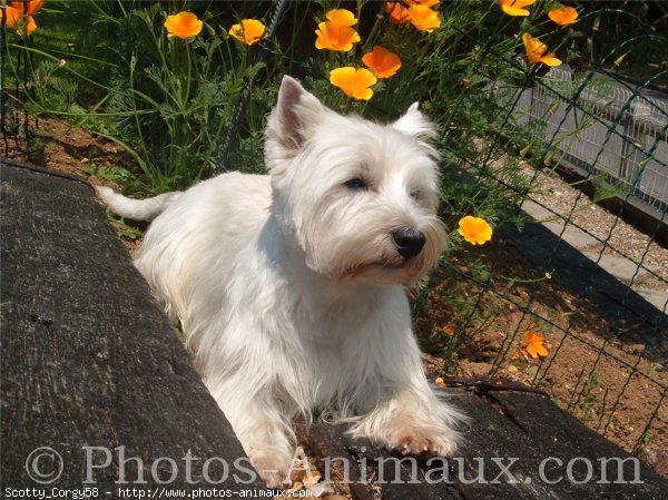 Photo de West highland white terrier